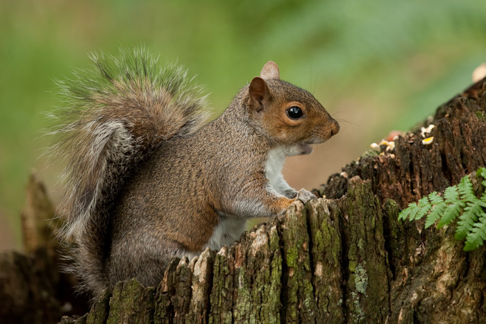 Grey Squirrel - Friend or Foe?